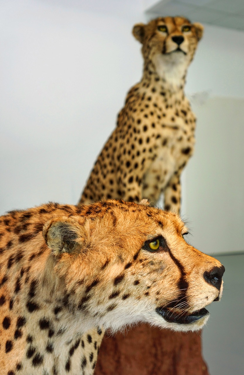 leopards life size animals free photo