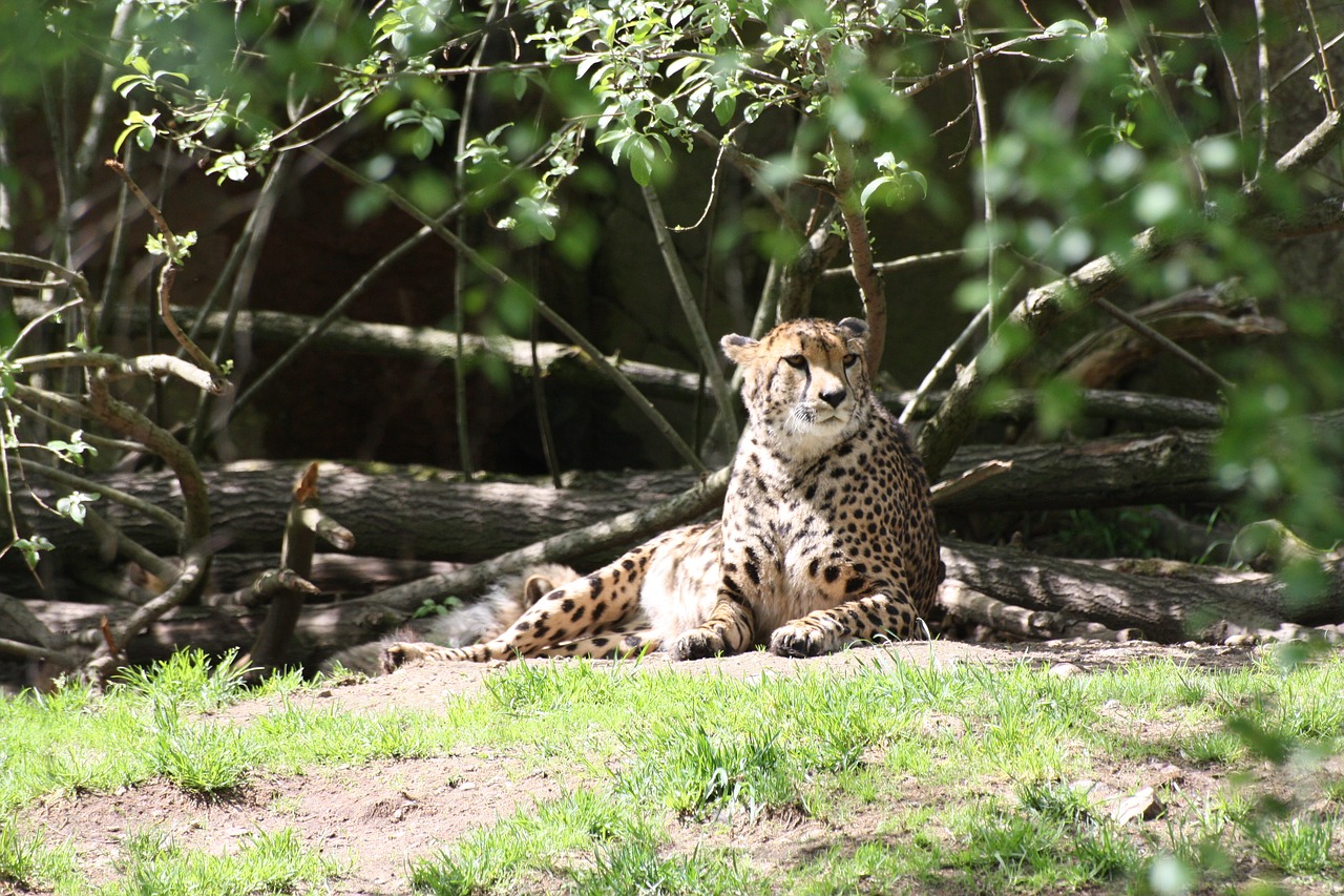 lepard animals predators free photo