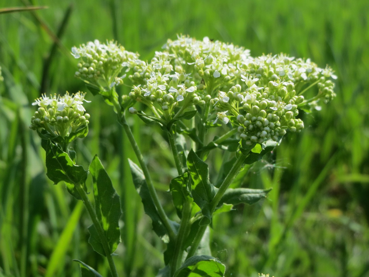 lepidium draba whitetop hoary cress free photo