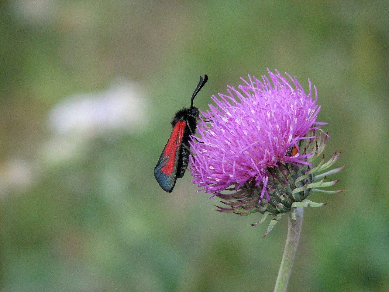 lepidopter flower floral free photo