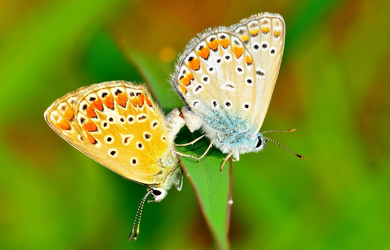 lepidoptera butterflies insects free photo