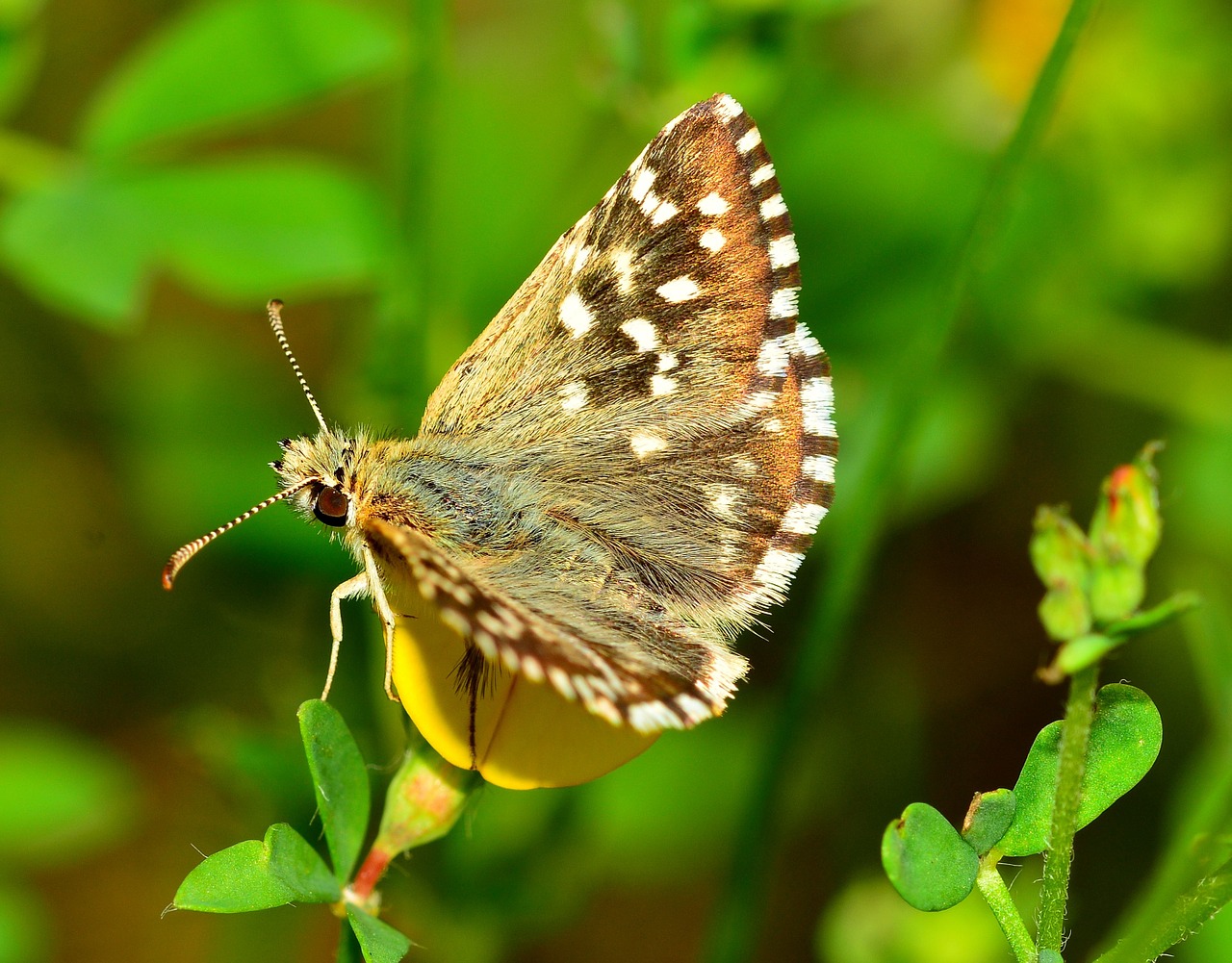 lepidoptera butterfly insects free photo