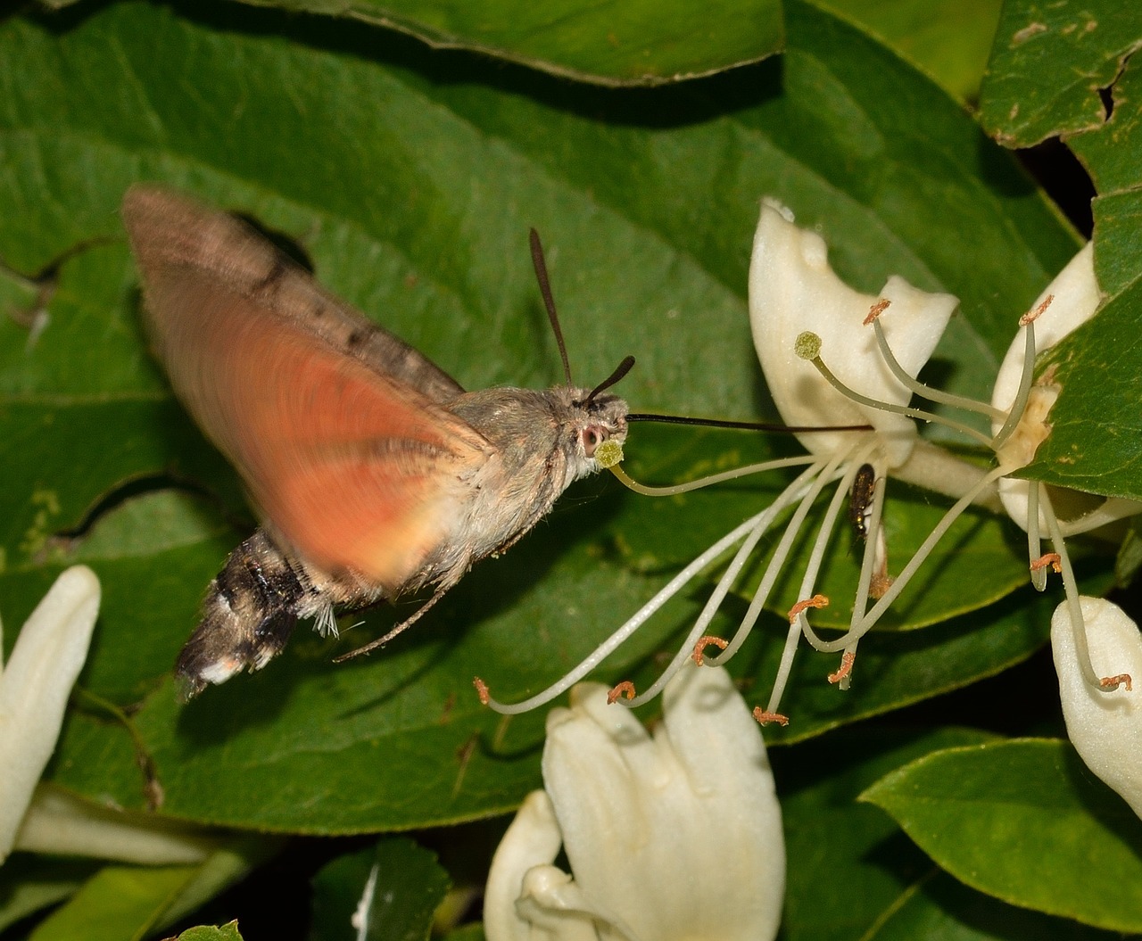 lepidoptera butterflies macroglossum free photo