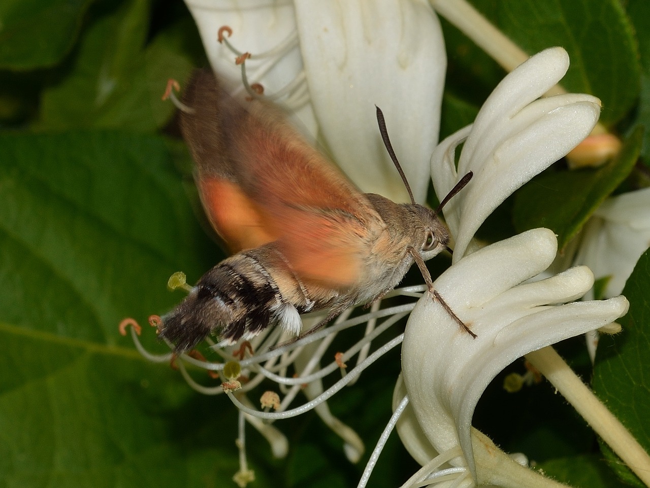 lepidoptera butterflies macroglossum free photo