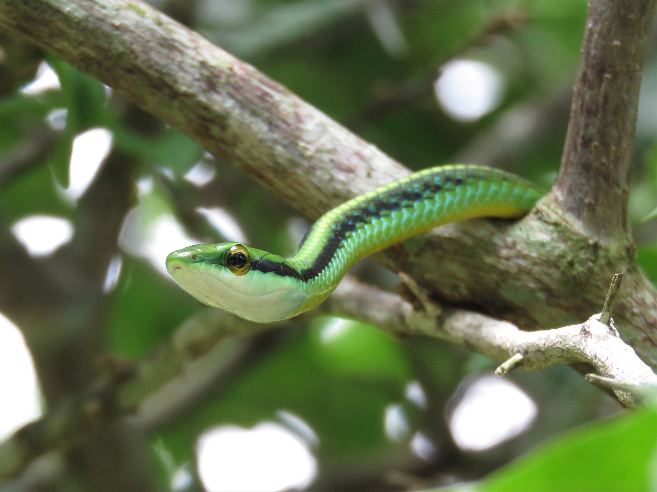 leptophis green snake vine snake free photo