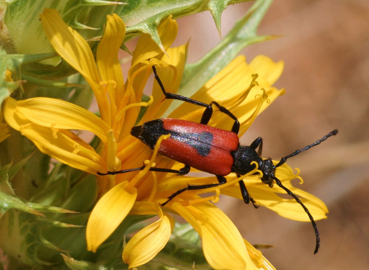 leptura cordigera insects scrubland free photo