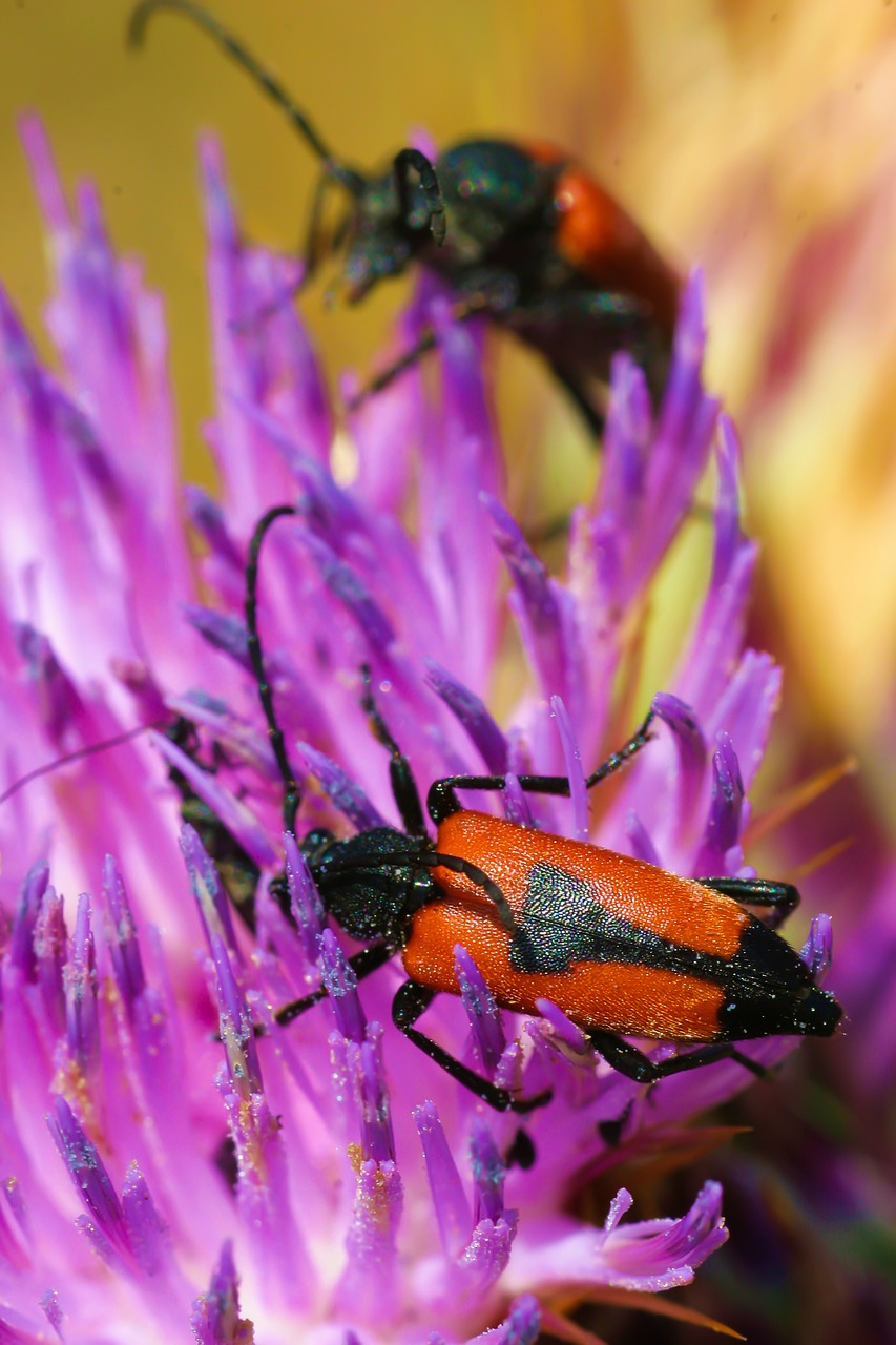 lepture cordigere insect nature free photo