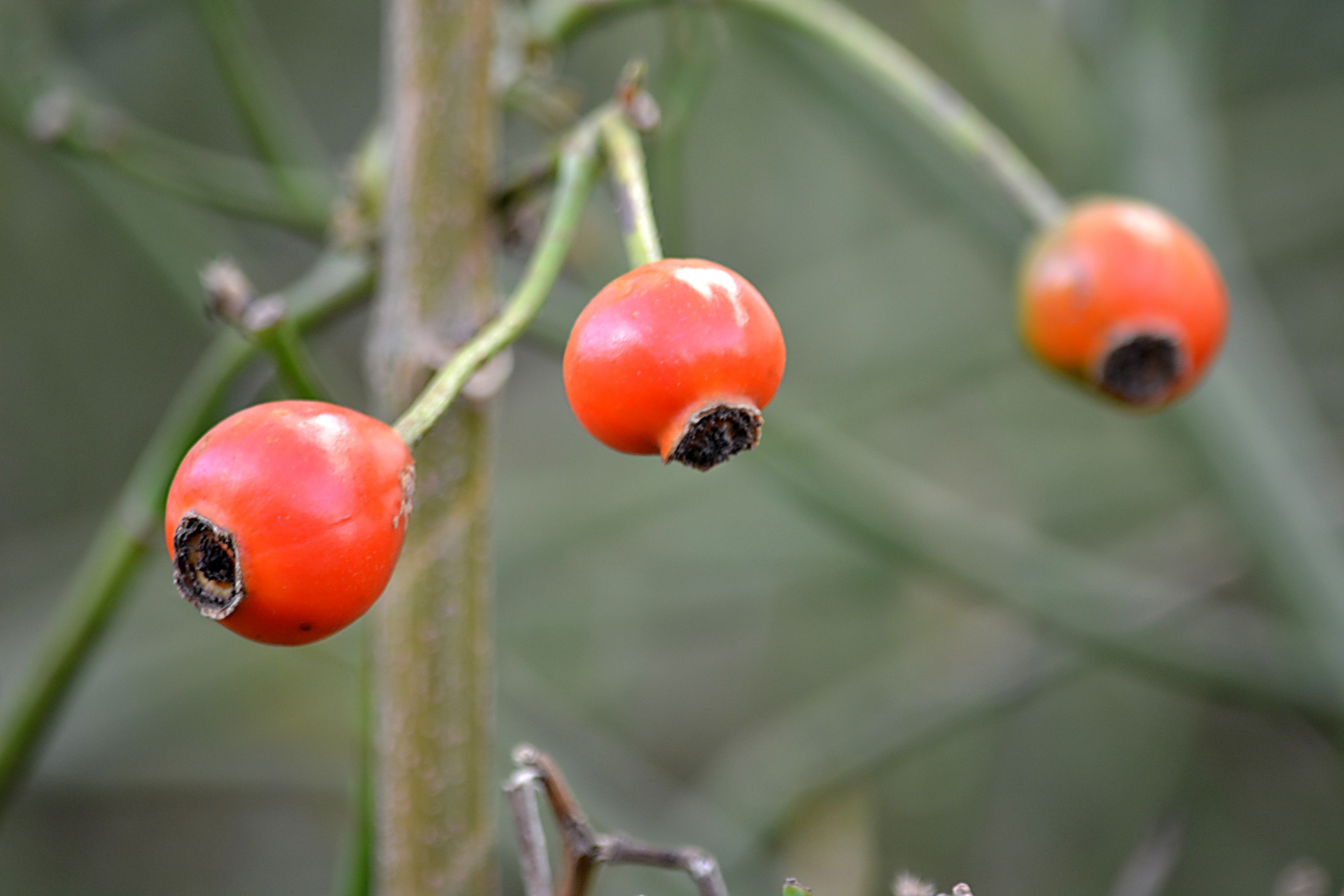 rosehips nature plants free photo