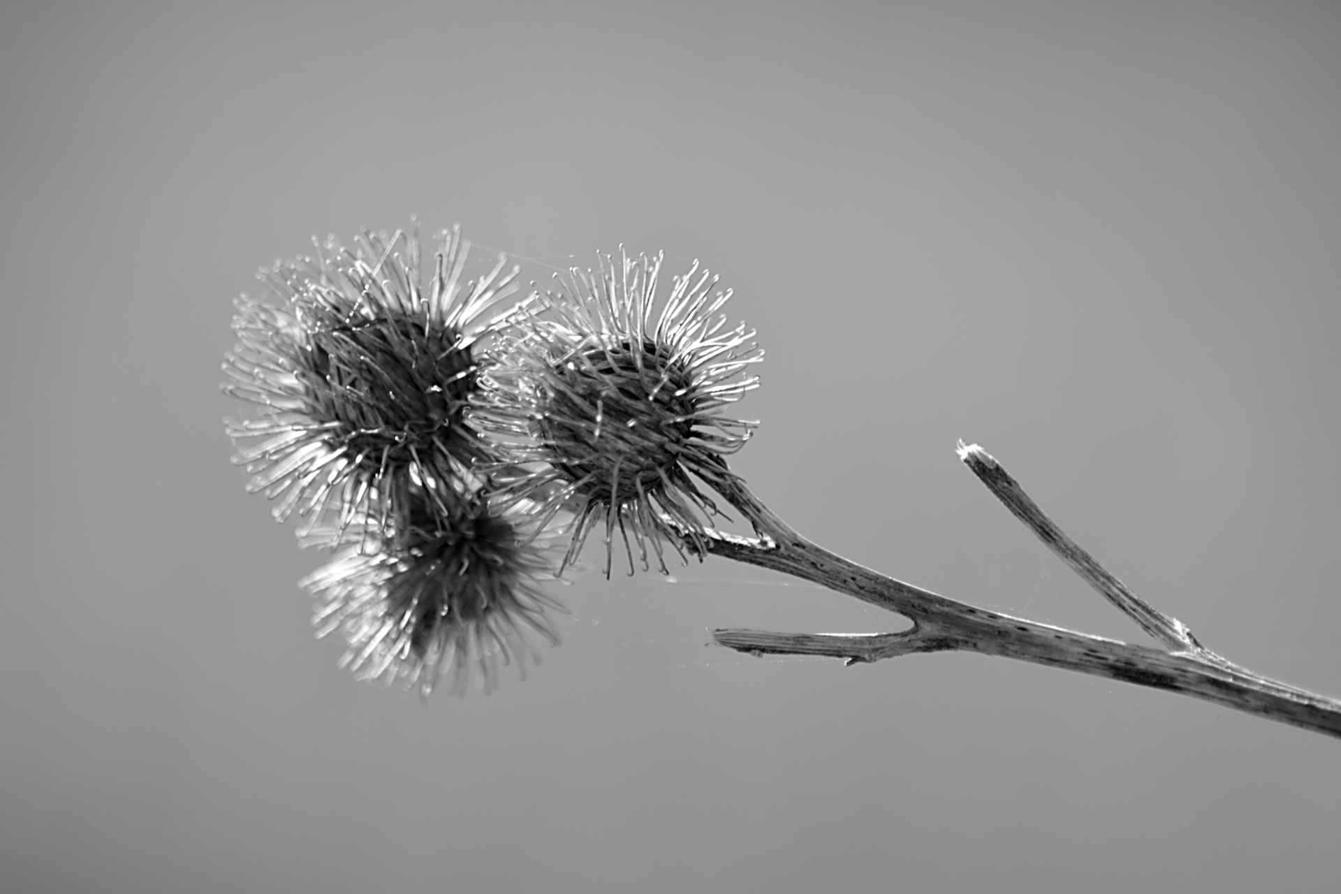 thistles black white plants free photo