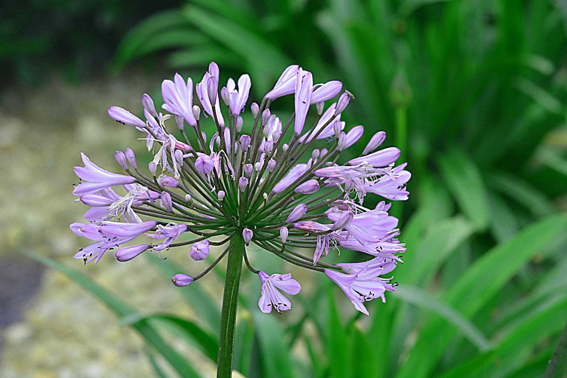 flower blue flora free photo