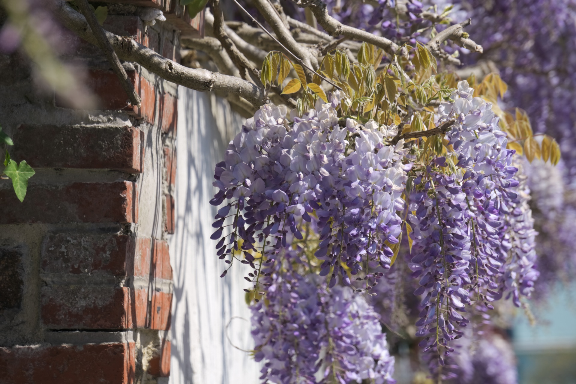 wisteria flora blooming free photo