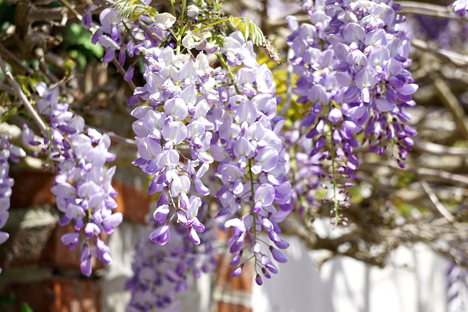 wisteria wall flowers free photo