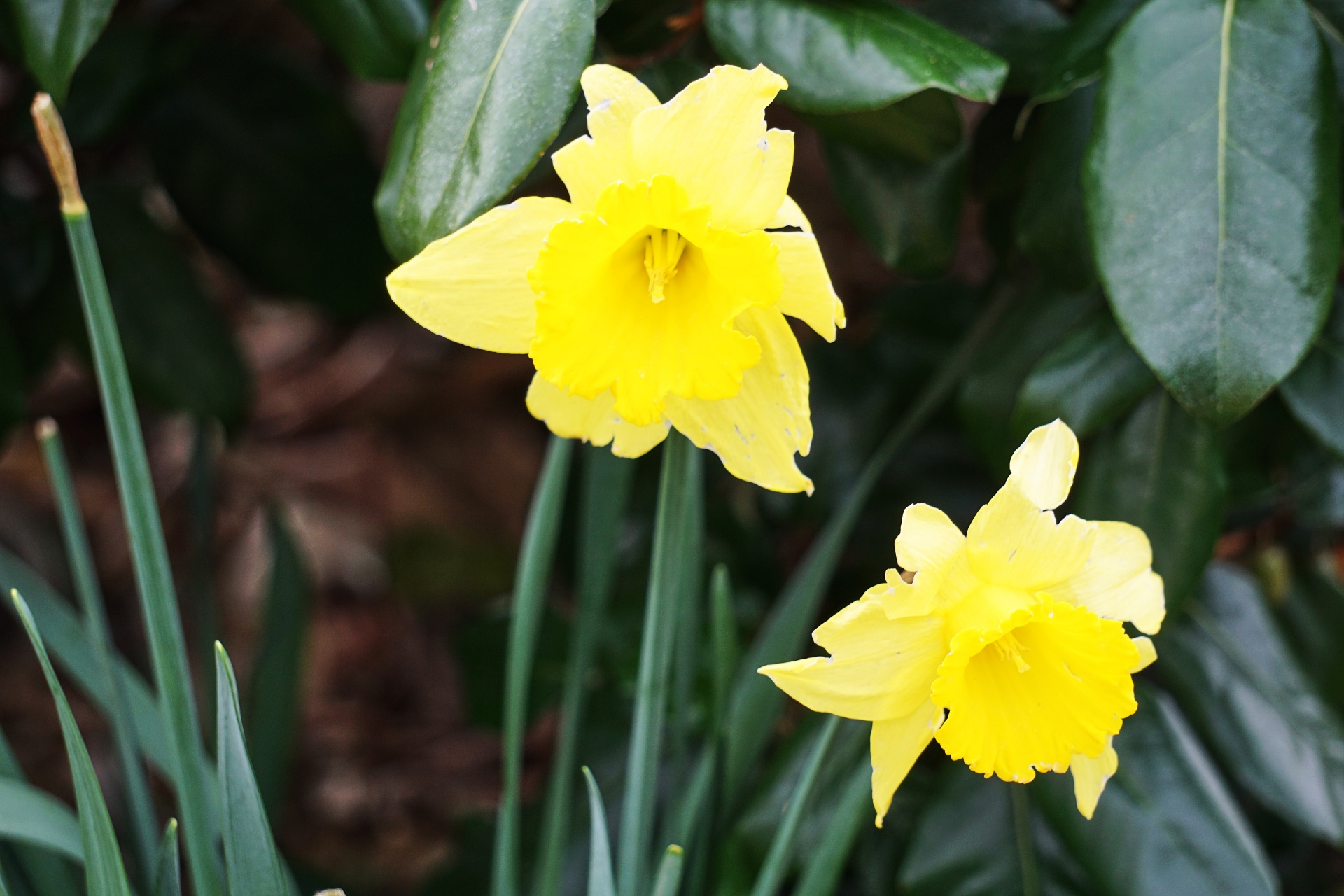 daffodils flowers yellow flowers free photo