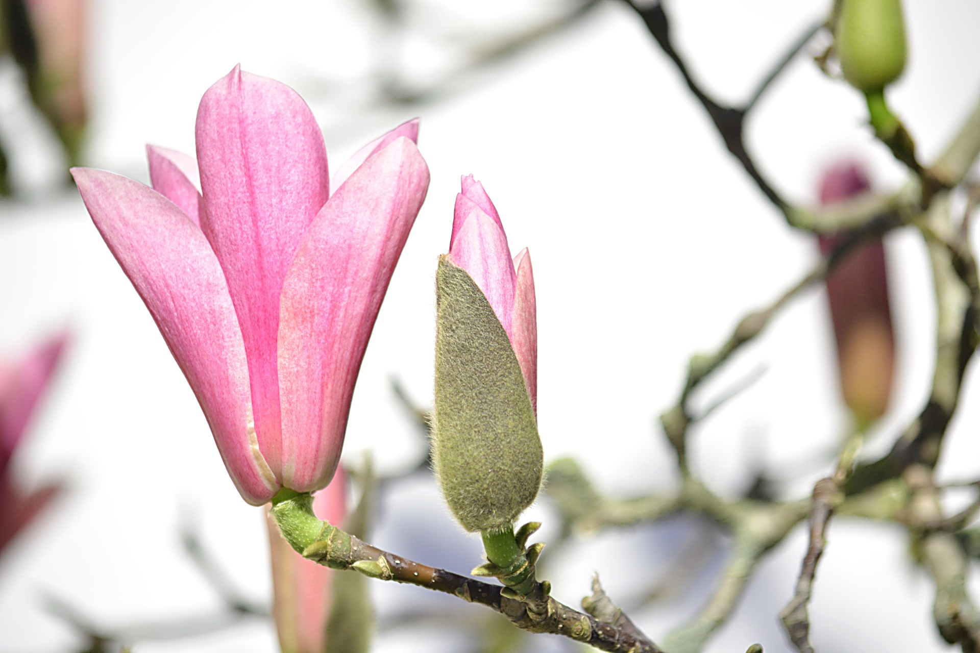 magnolias flowers trees free photo