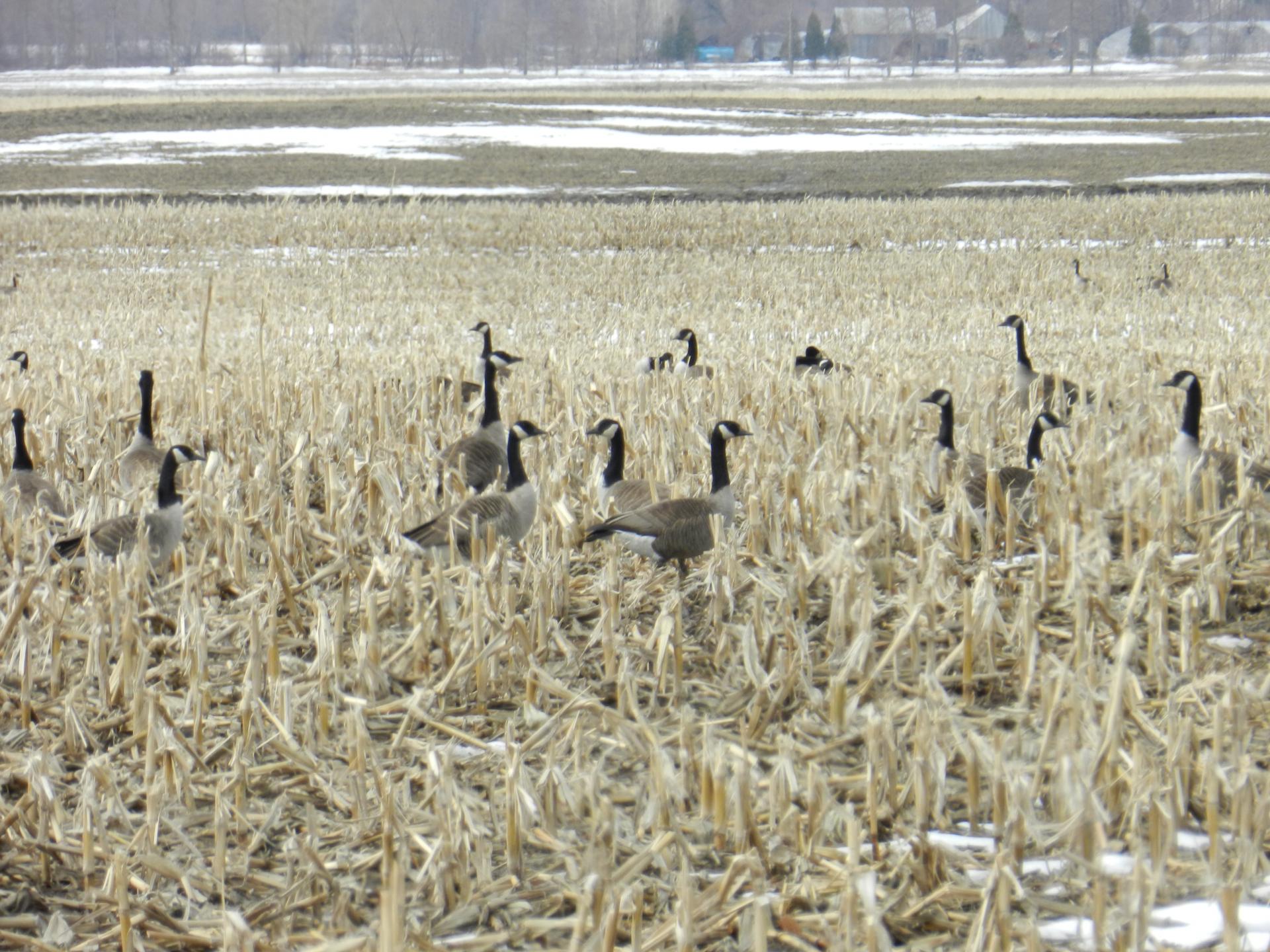 bustards geese field free photo