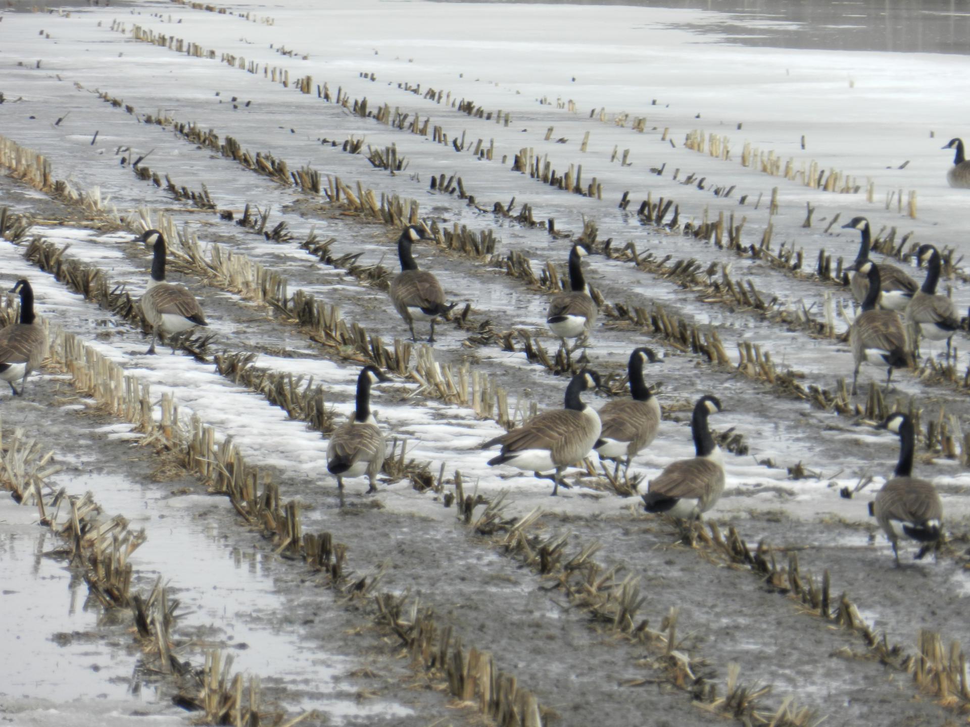 bustards geese field free photo