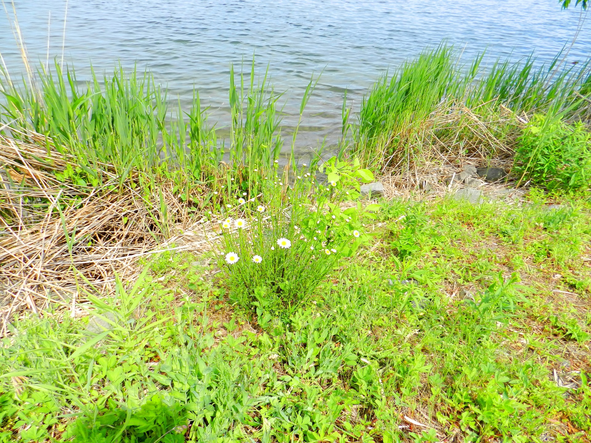 landscape waterfront the waterfront in valleyfield free photo