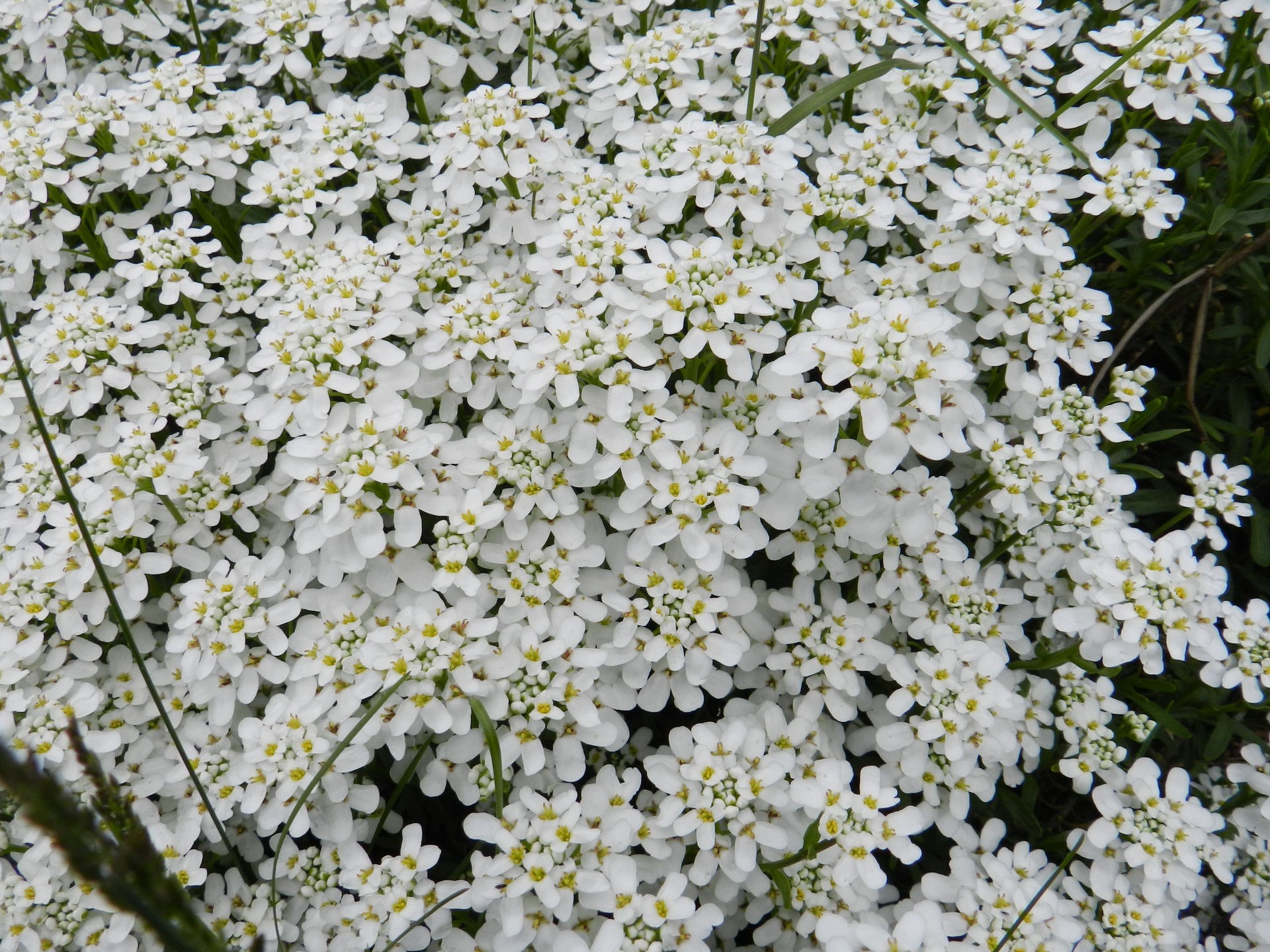 flowers white foliage free photo