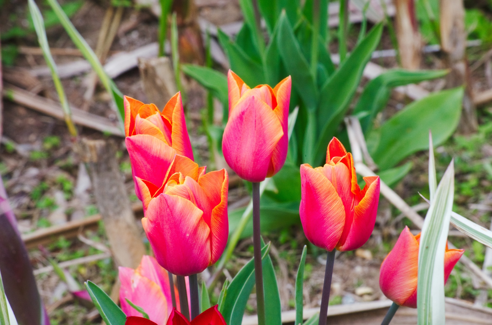 tulips flowers flora free photo