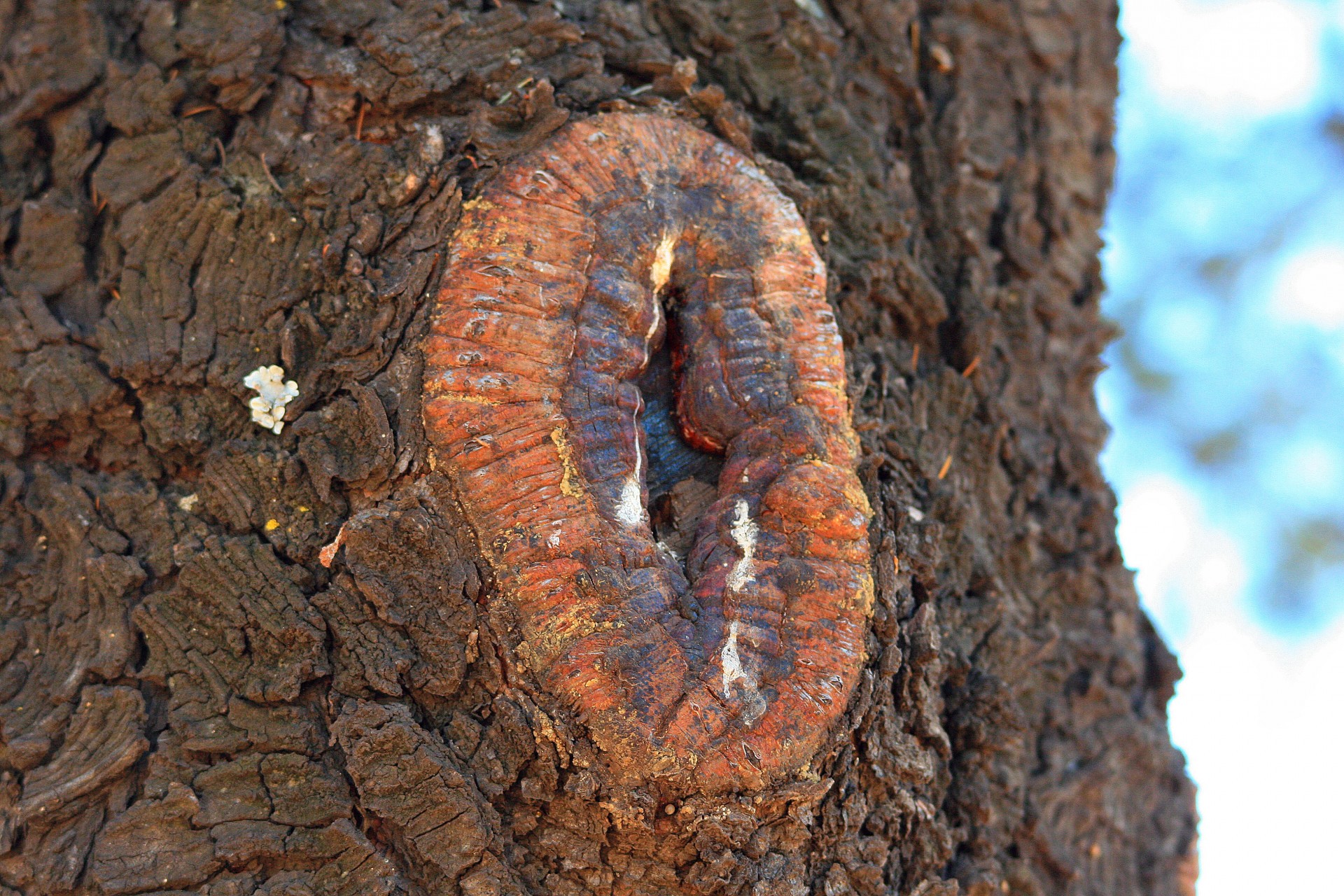 tree trunk lesion free photo