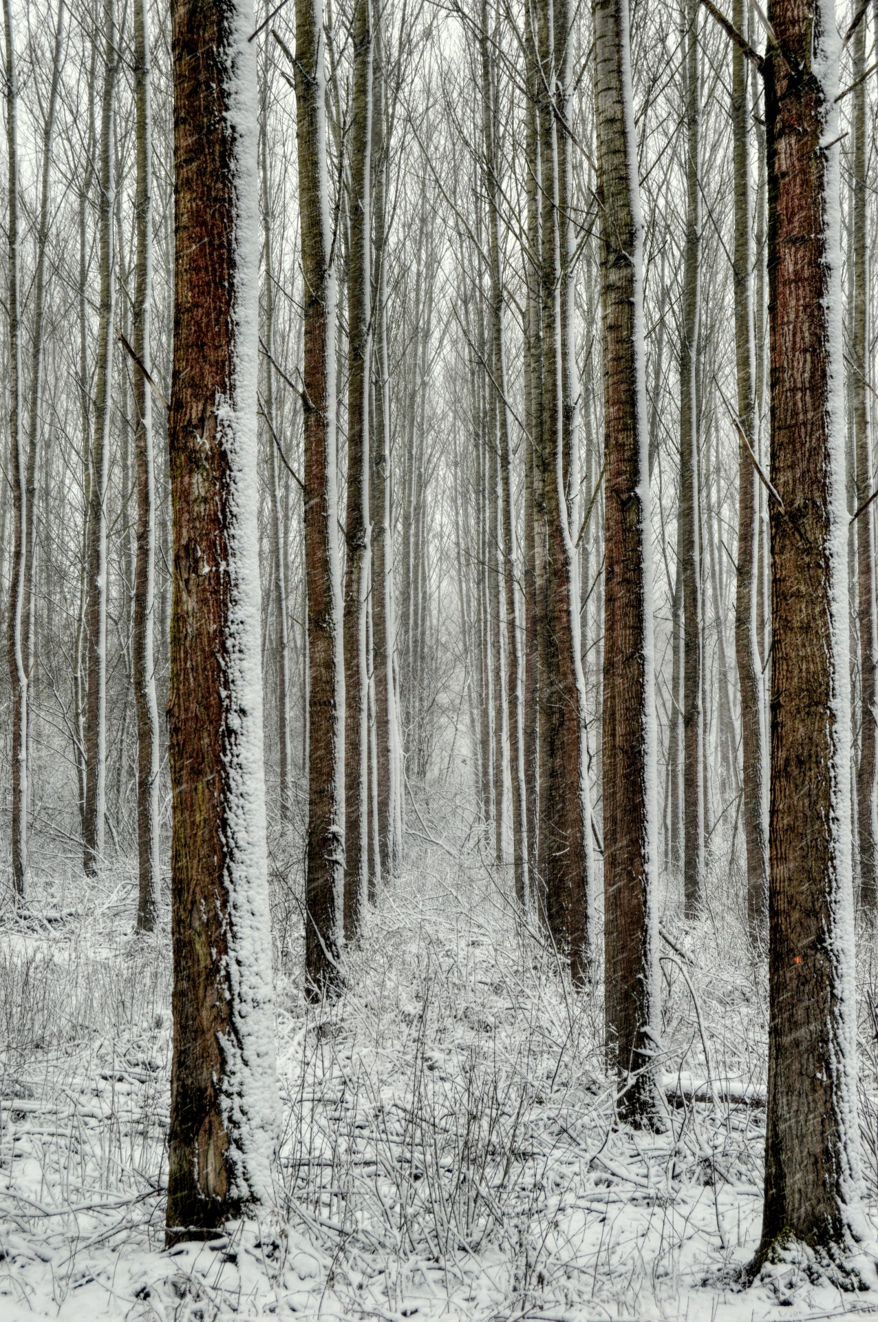 forest floodplain forest trees free photo