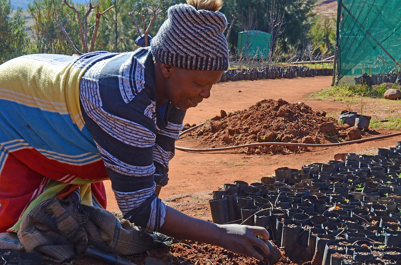 lesotho  work  horticulture free photo