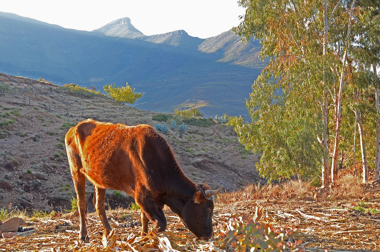 lesotho  malealea  cow free photo