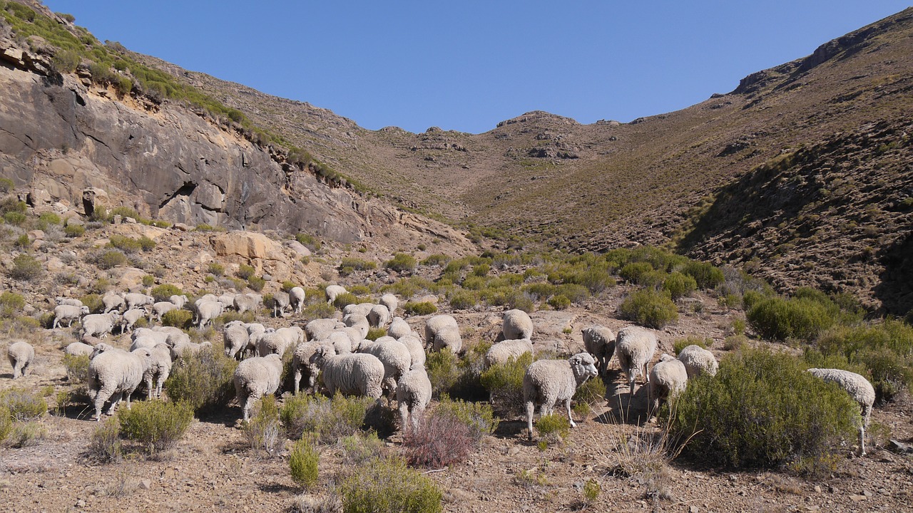 lesotho goats landscape free photo