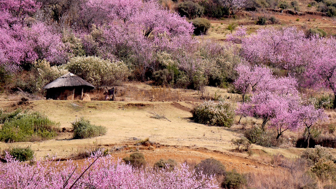 lesotho round hut peach blossom free photo