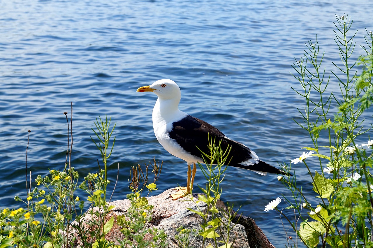 lesser black-backed gull fjäderholmarna summer free photo