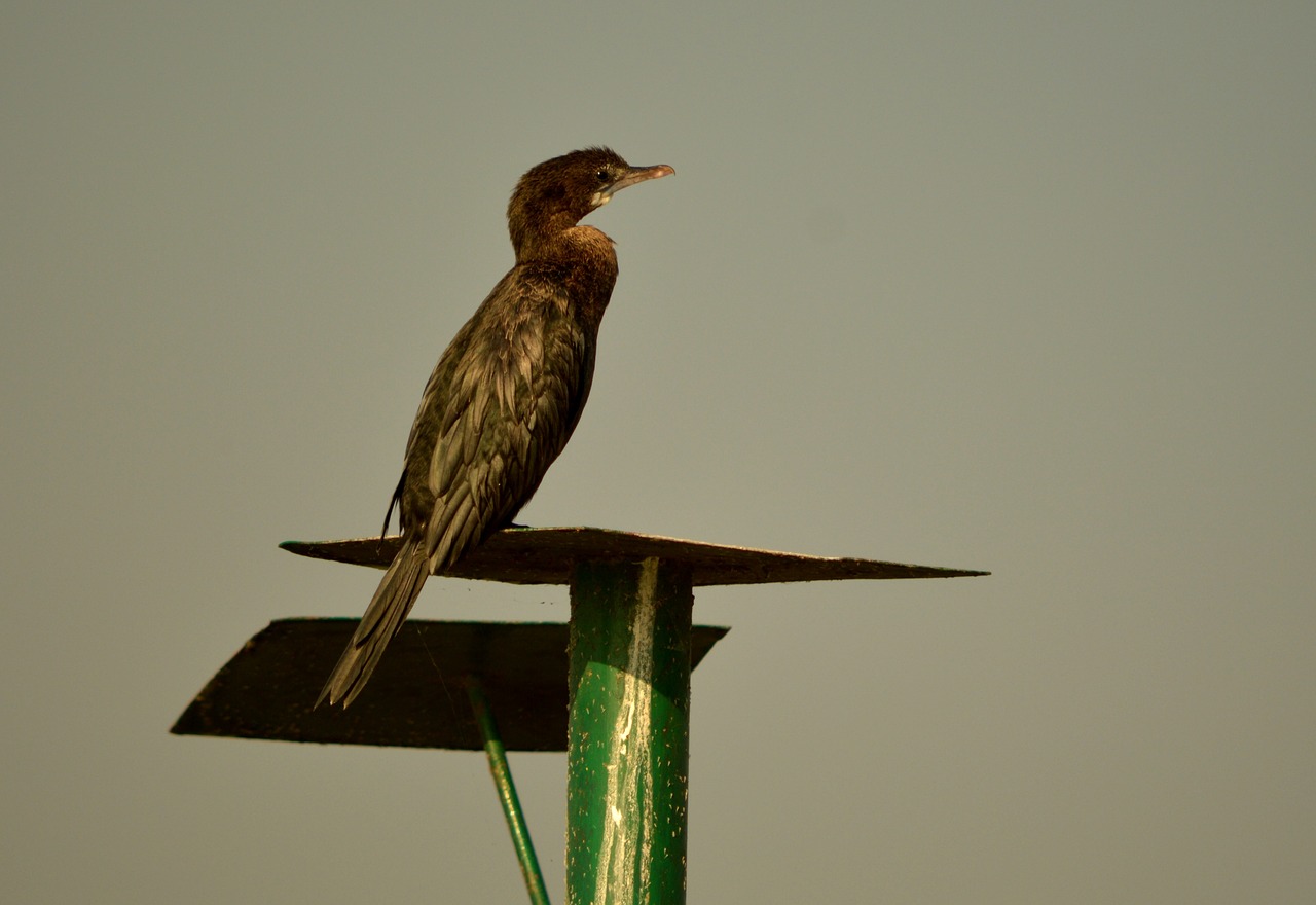 lesser comorant  water birds  nature free photo