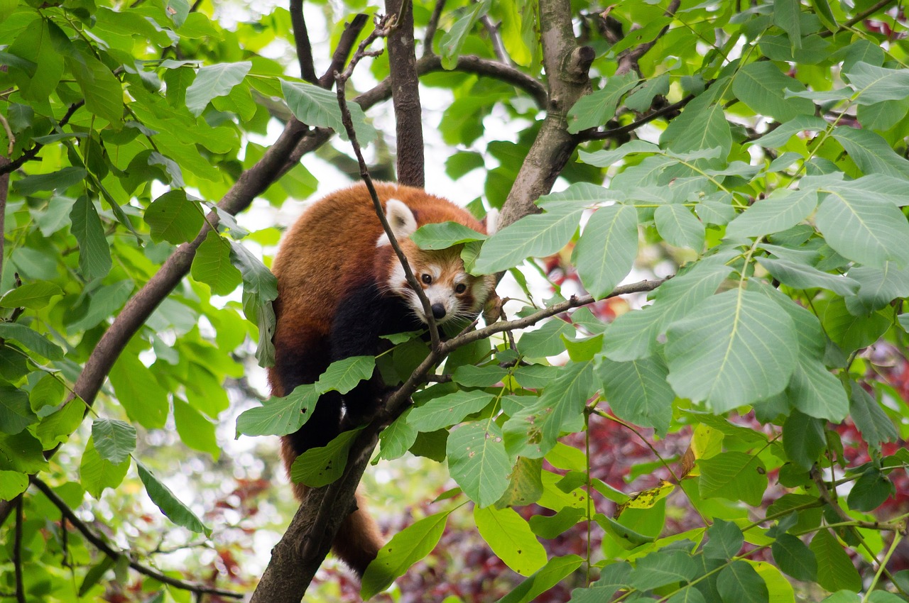 lesser panda zoo nature free photo