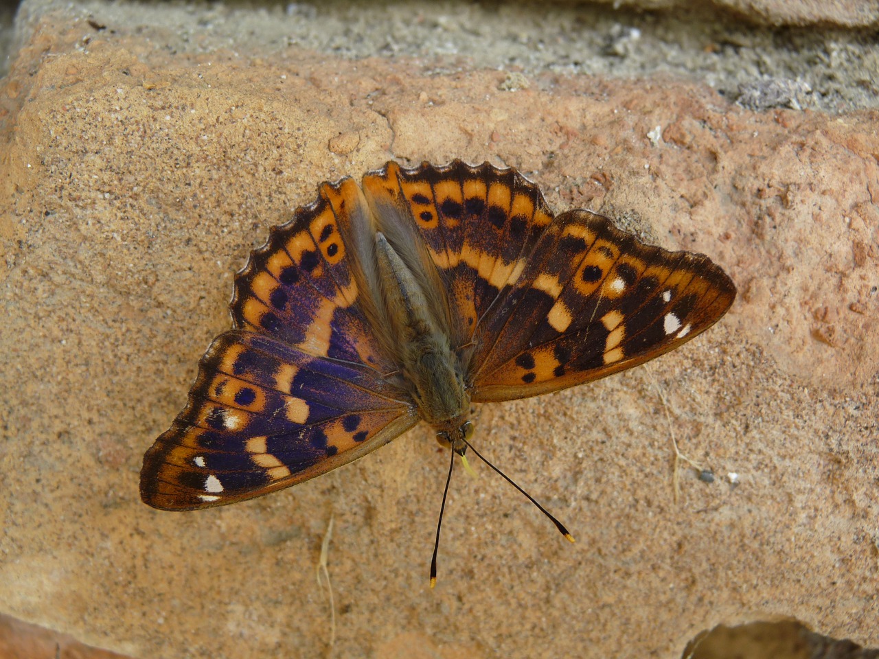 lesser purple emperor butterfly insect free photo