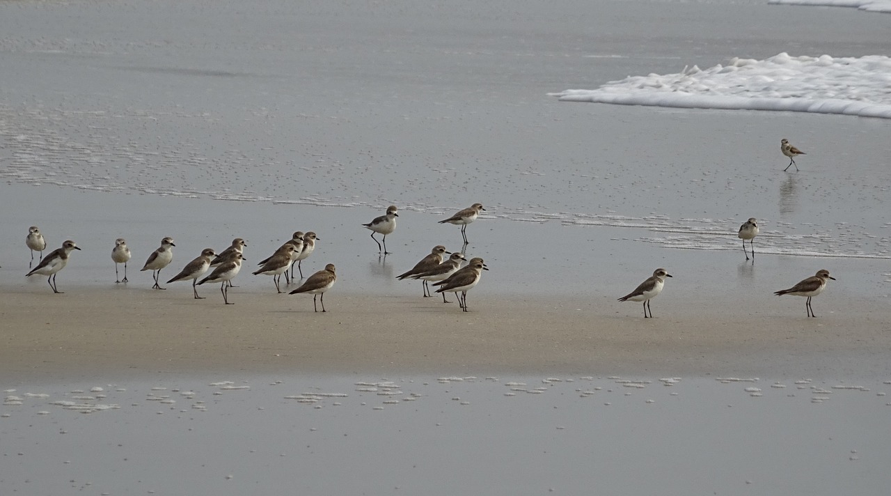 lesser sand plover bird aves free photo
