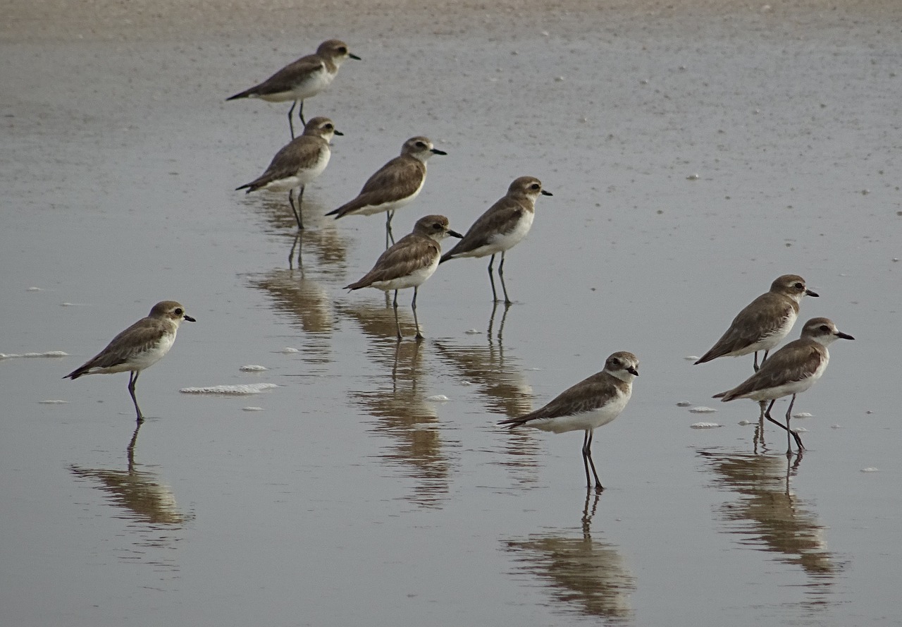 lesser sand plover bird aves free photo