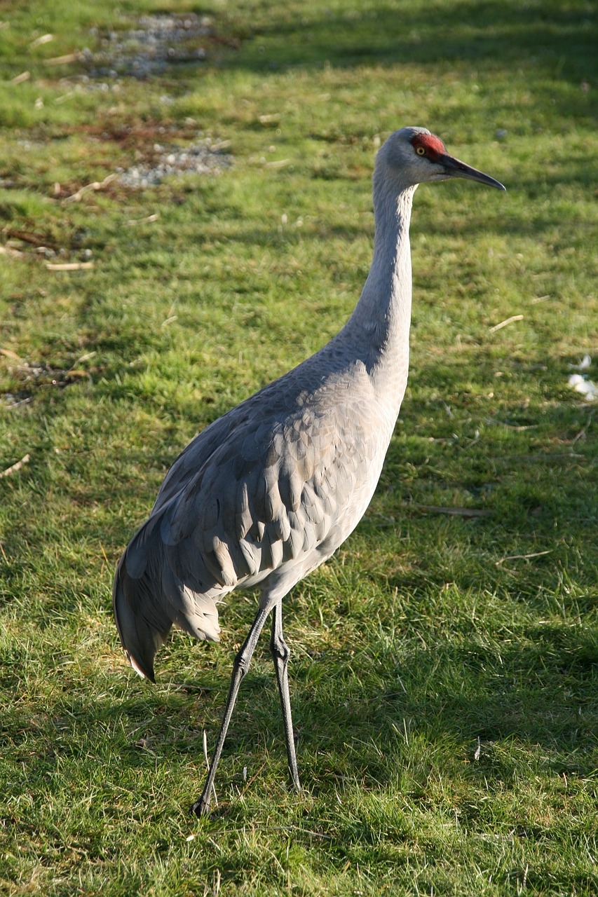 lesser sandhill crane bird standing free photo