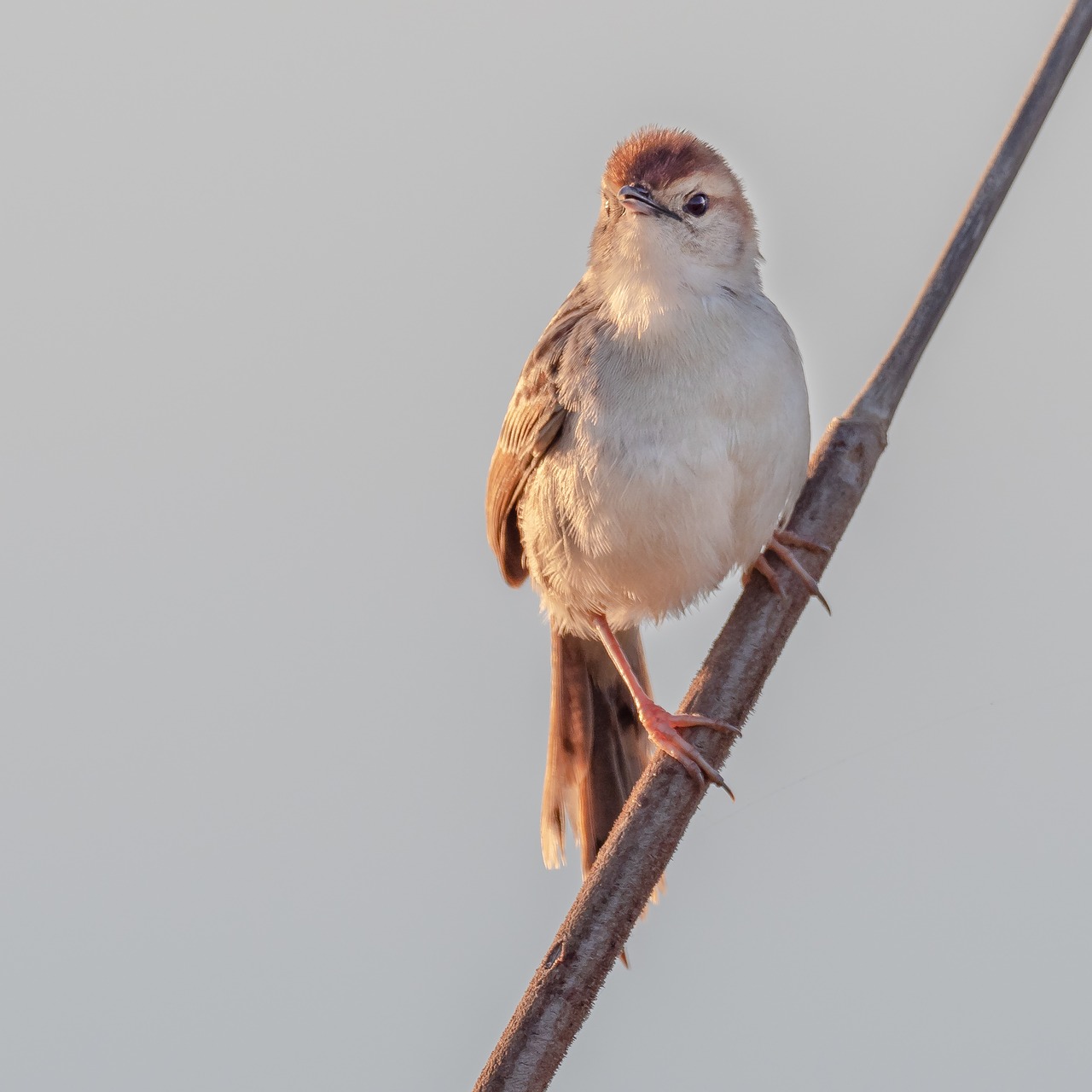 lesser swamp warbler  warbler  bird free photo