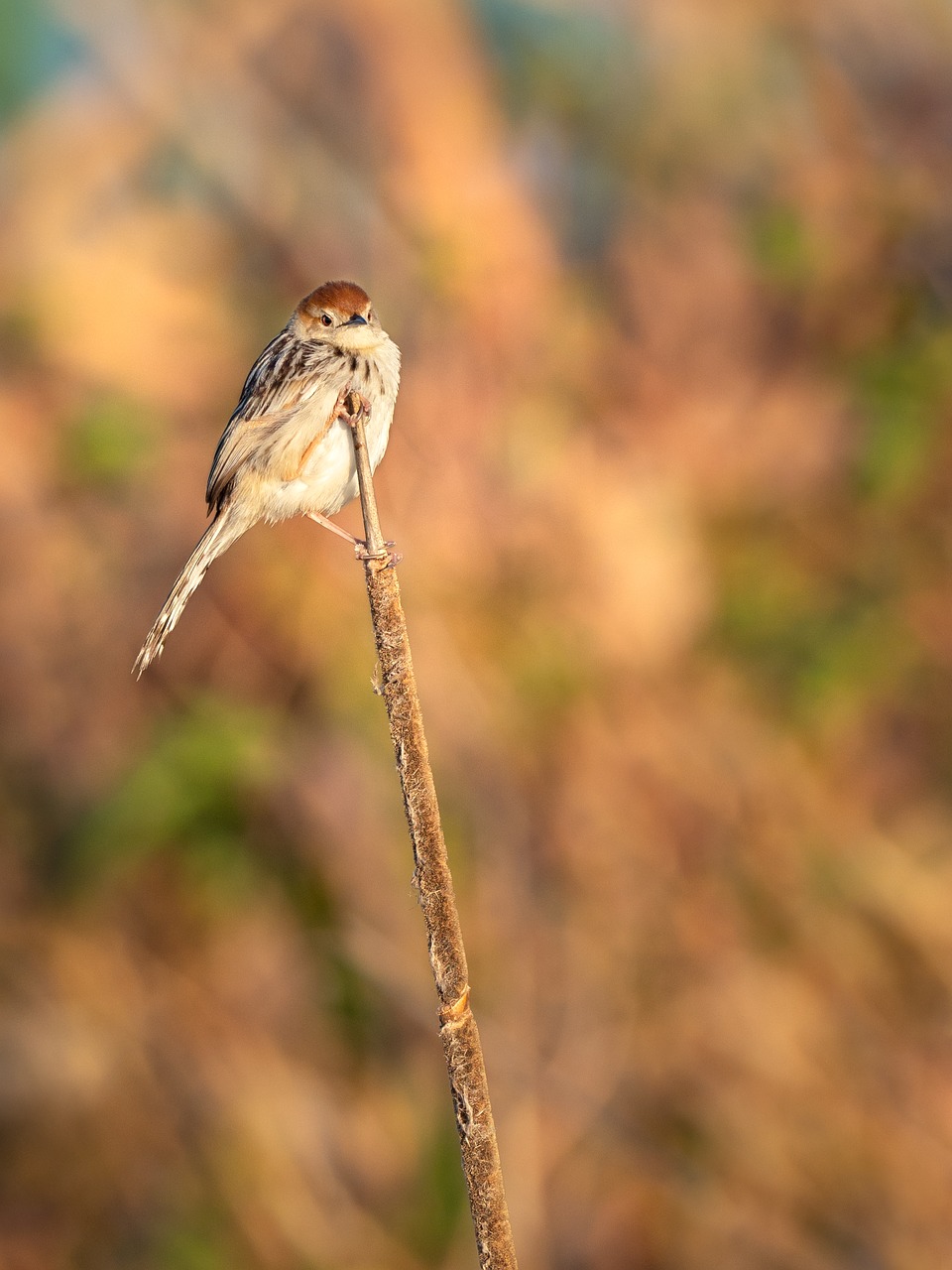lesser swamp warbler  bird  warbler free photo