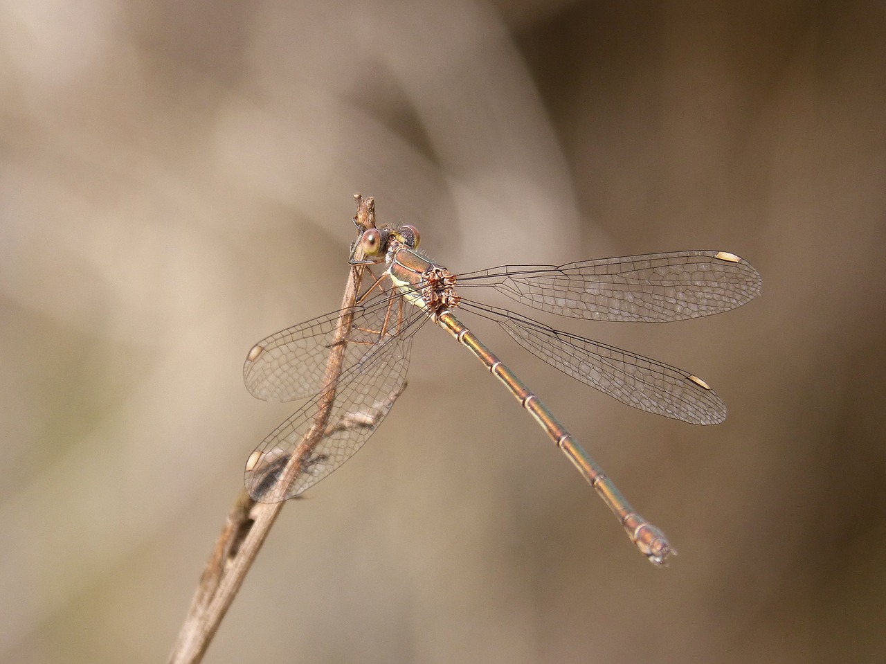 lestes viridis  damselfly  dragonfly free photo