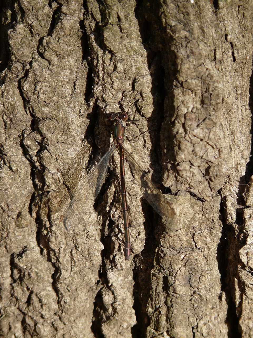lestes viridis dragonfly insect free photo