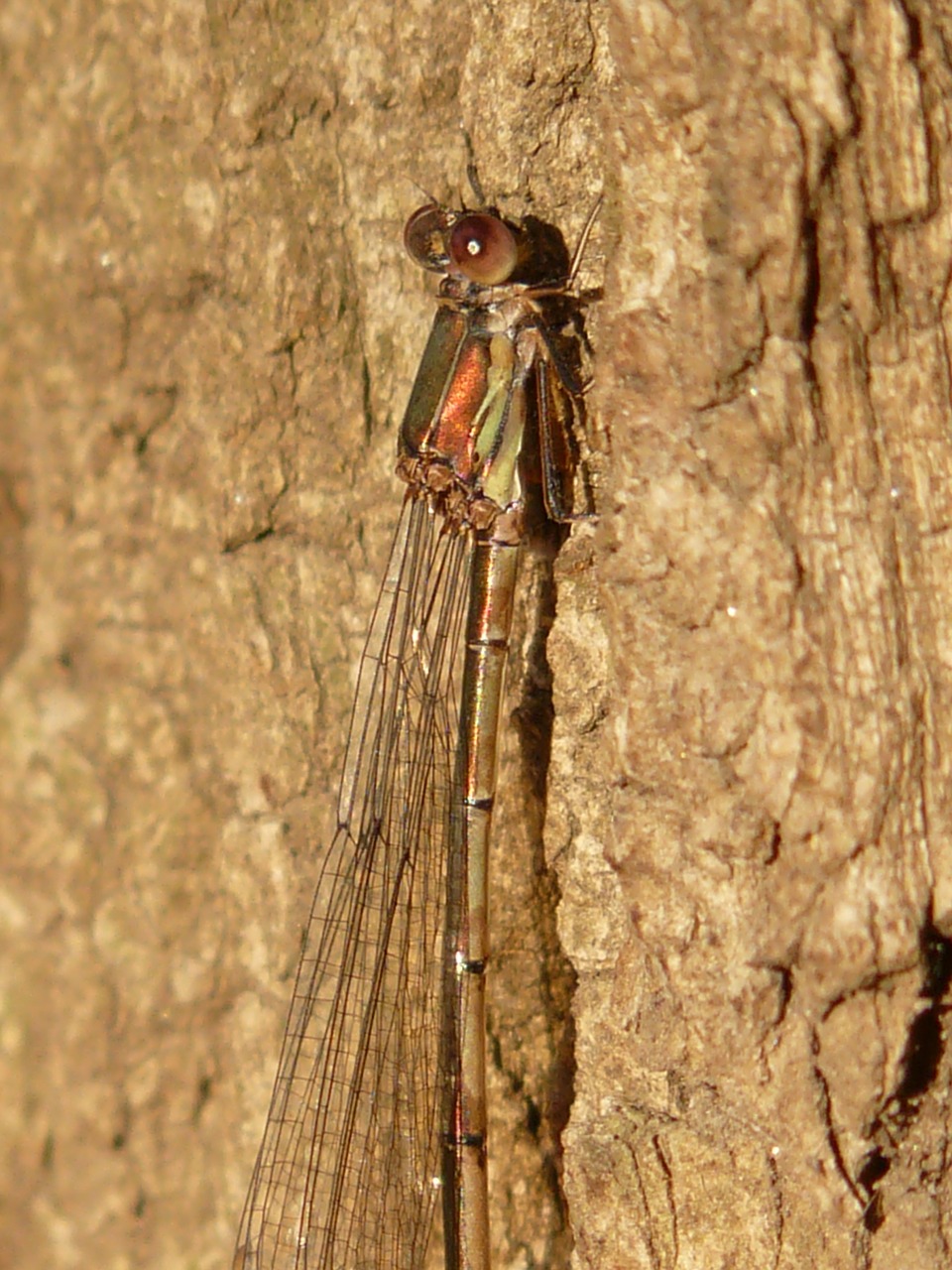 lestes viridis dragonfly insect free photo