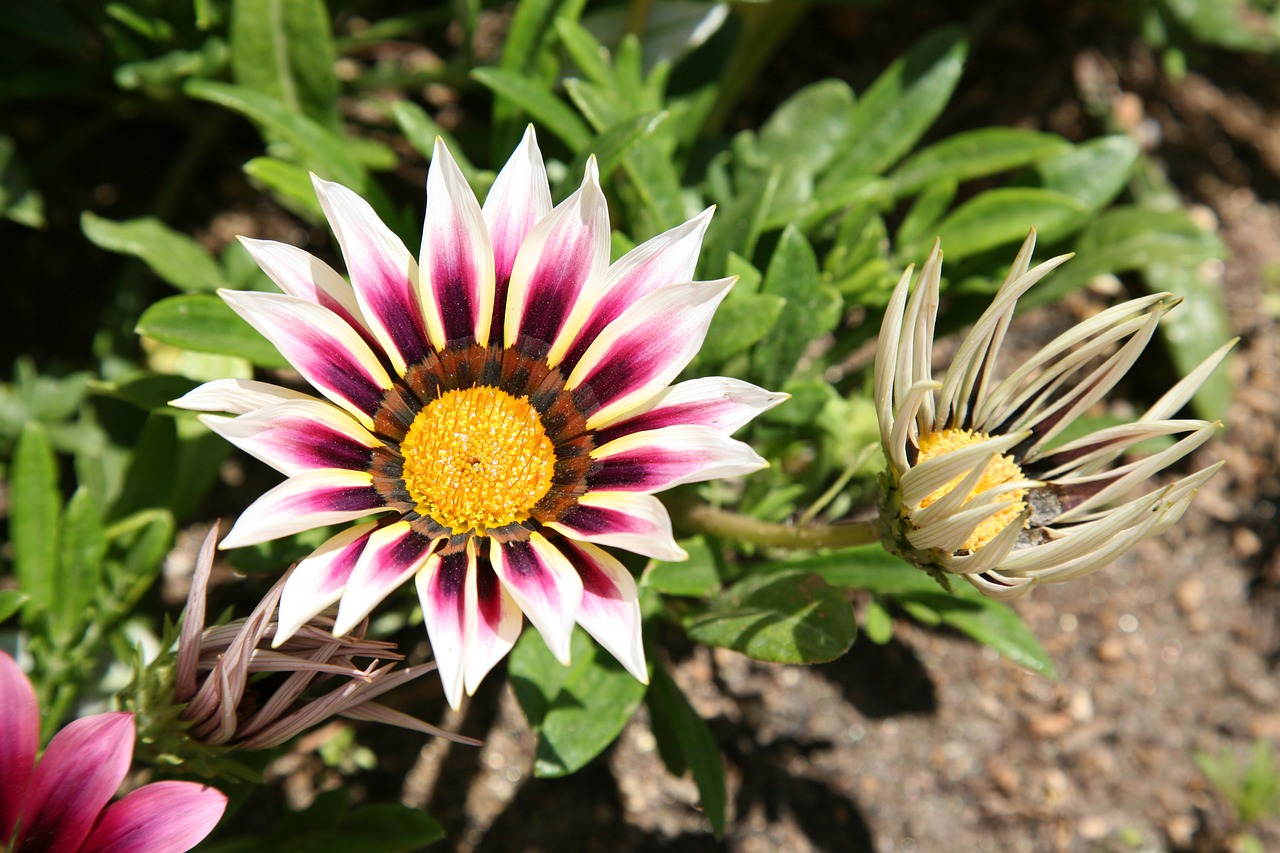let honiara chrysanthemum decoration flowers free photo