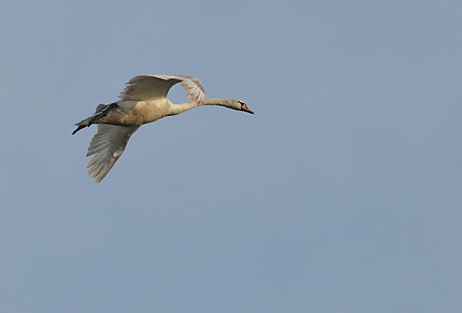 swan bird nature free photo