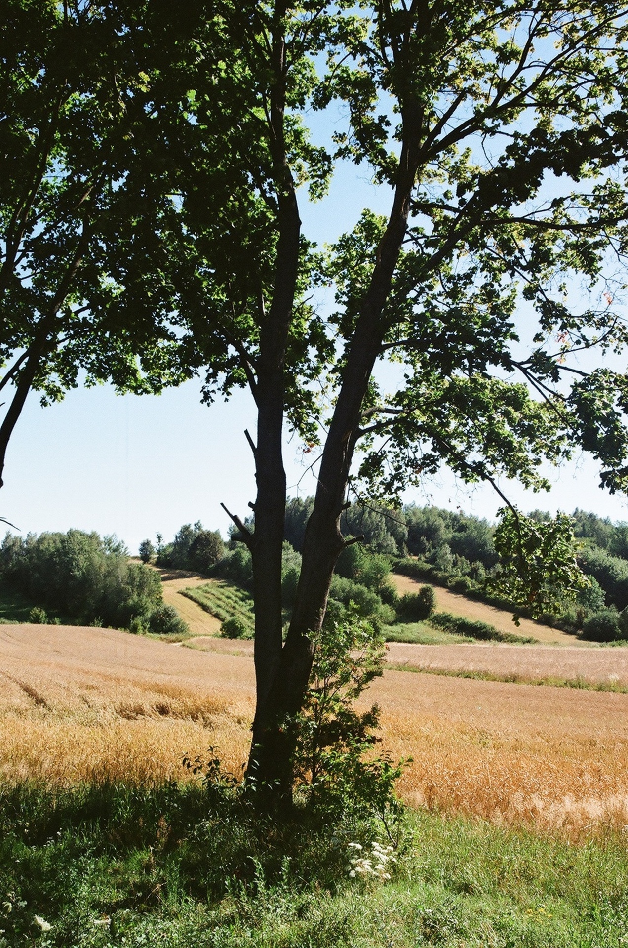 lubelskie poland summer 2016 free photo