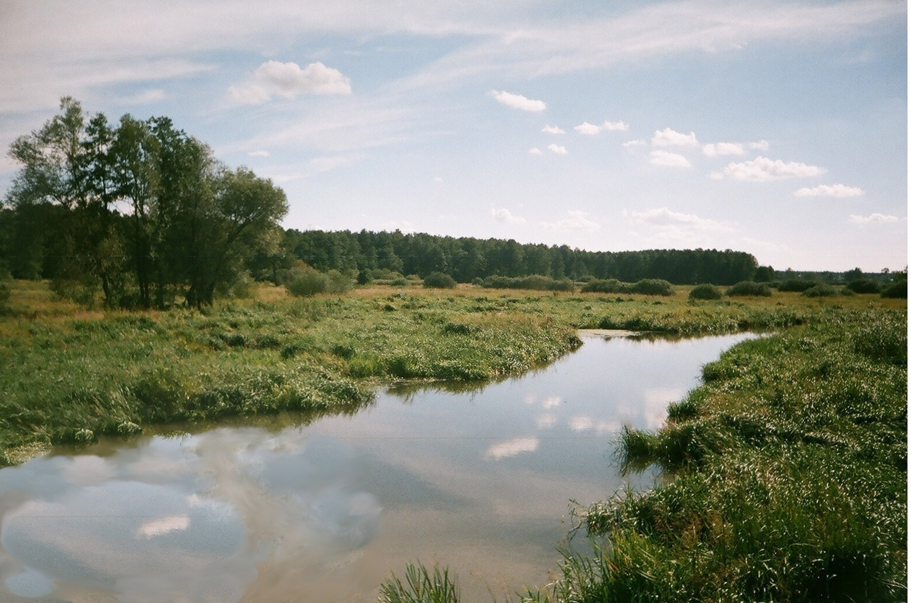 summer river trees free photo