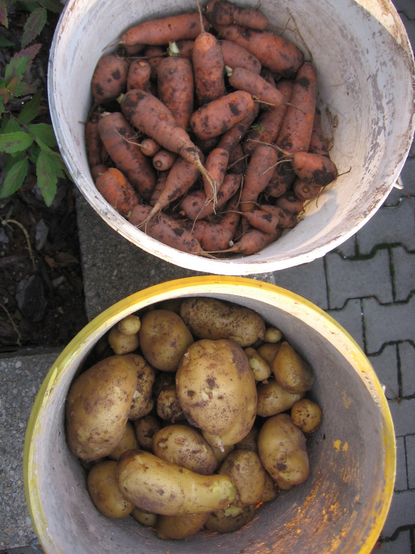 carrots potatoes harvest free photo