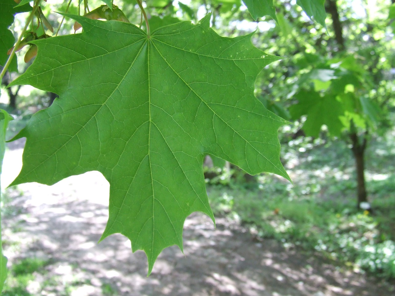 letter green maple free photo