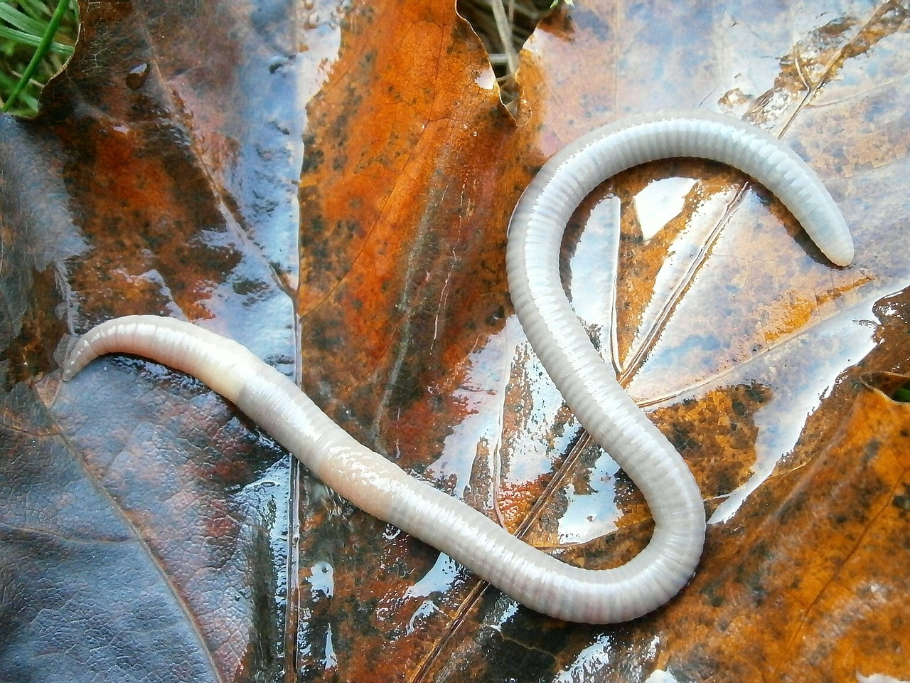 letter s earthworm free photo