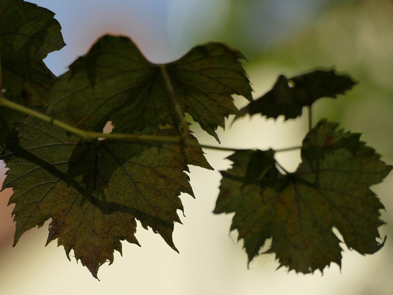 letter grape autumn free photo