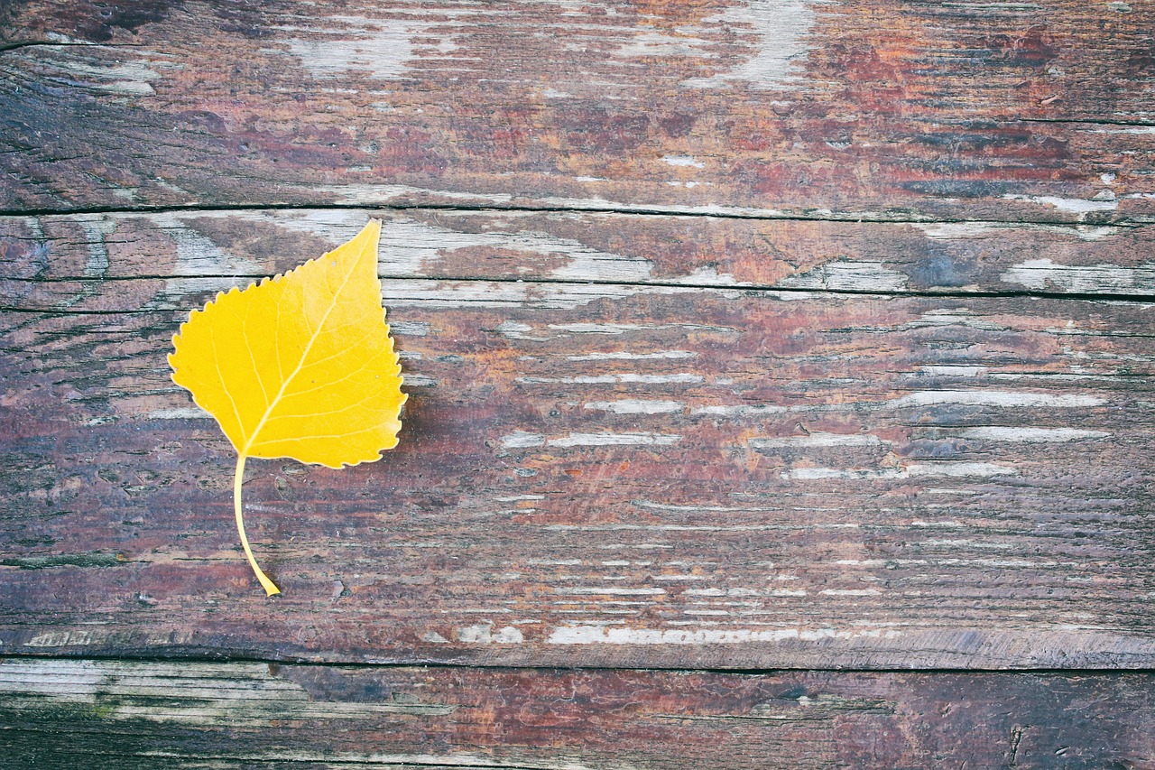 letter leaf autumn free photo